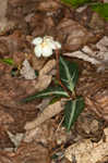 Pipsissewa <BR>Spotted wintergreen